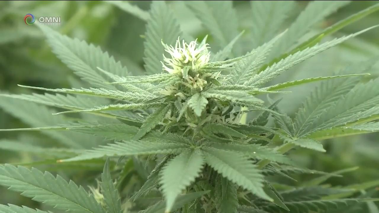 省府提法案规管大麻销售和发牌营运 – Sep 27, 2018(ON)