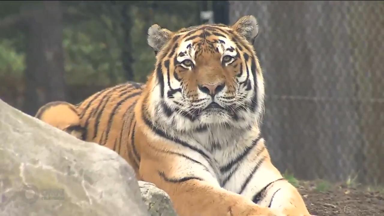罕有東北虎落戶多倫多動物園 -- Oct 26, 2018 (ON)