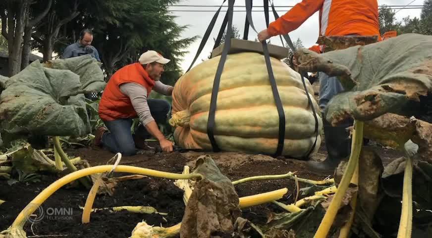 北溫南瓜種植迷 金秋收穫超千磅巨型南瓜(BC) - 2018OCT17