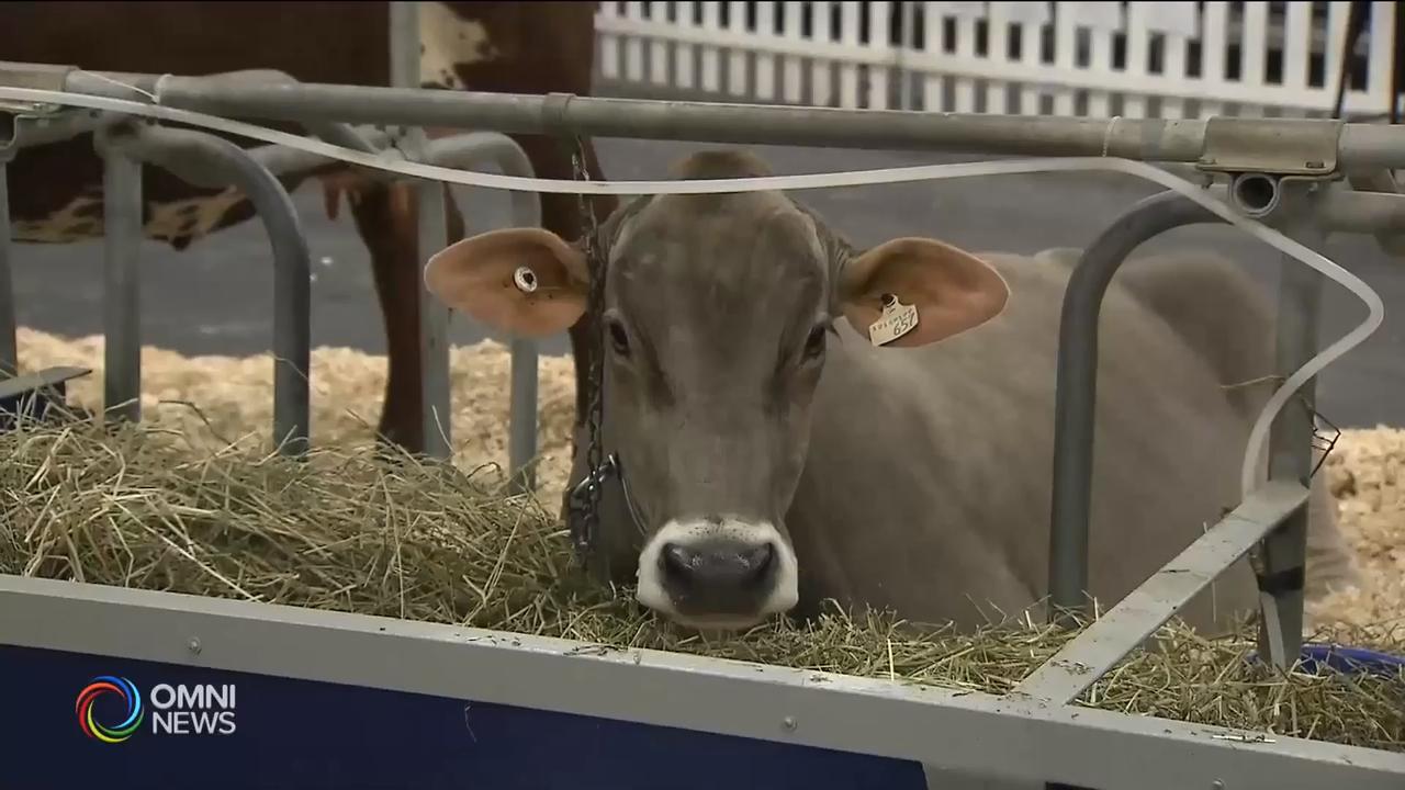 第96届皇家冬季农业博览会开幕– Nov 02, 2018 (ON)