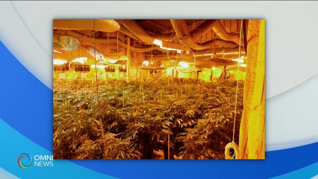 史托維爾市違規大麻種植場 -- Jan 29, 2019 (ON)