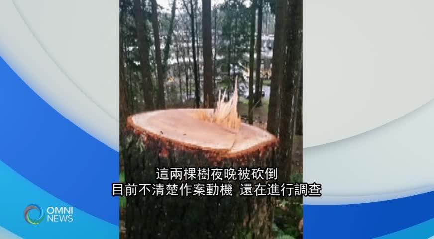 Spanish Bank 8棵樹被毀案未破 北溫再有兩棵離奇被砍(BC) - 2019JAN10