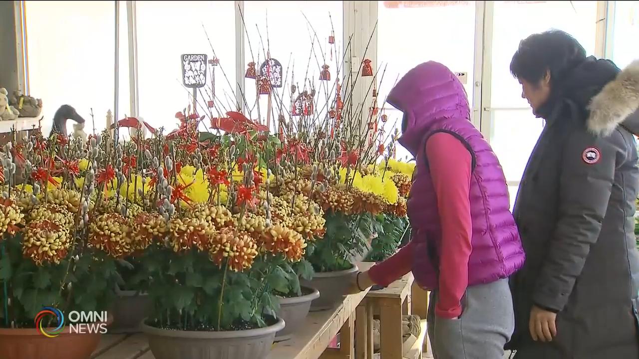 年花價格比往年貴 -- Feb 01, 2019 (ON)