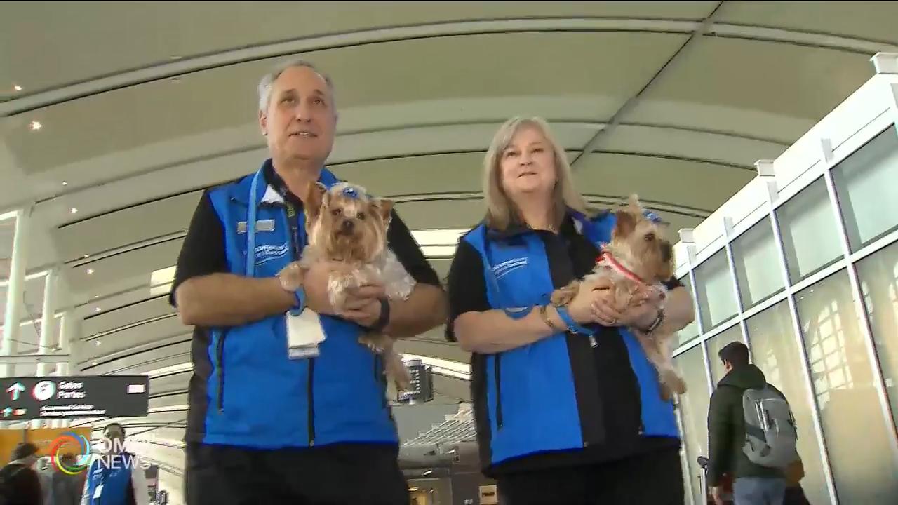 多倫多機場增添13隻親善治療犬 -- Feb 21, 2019 (ON)