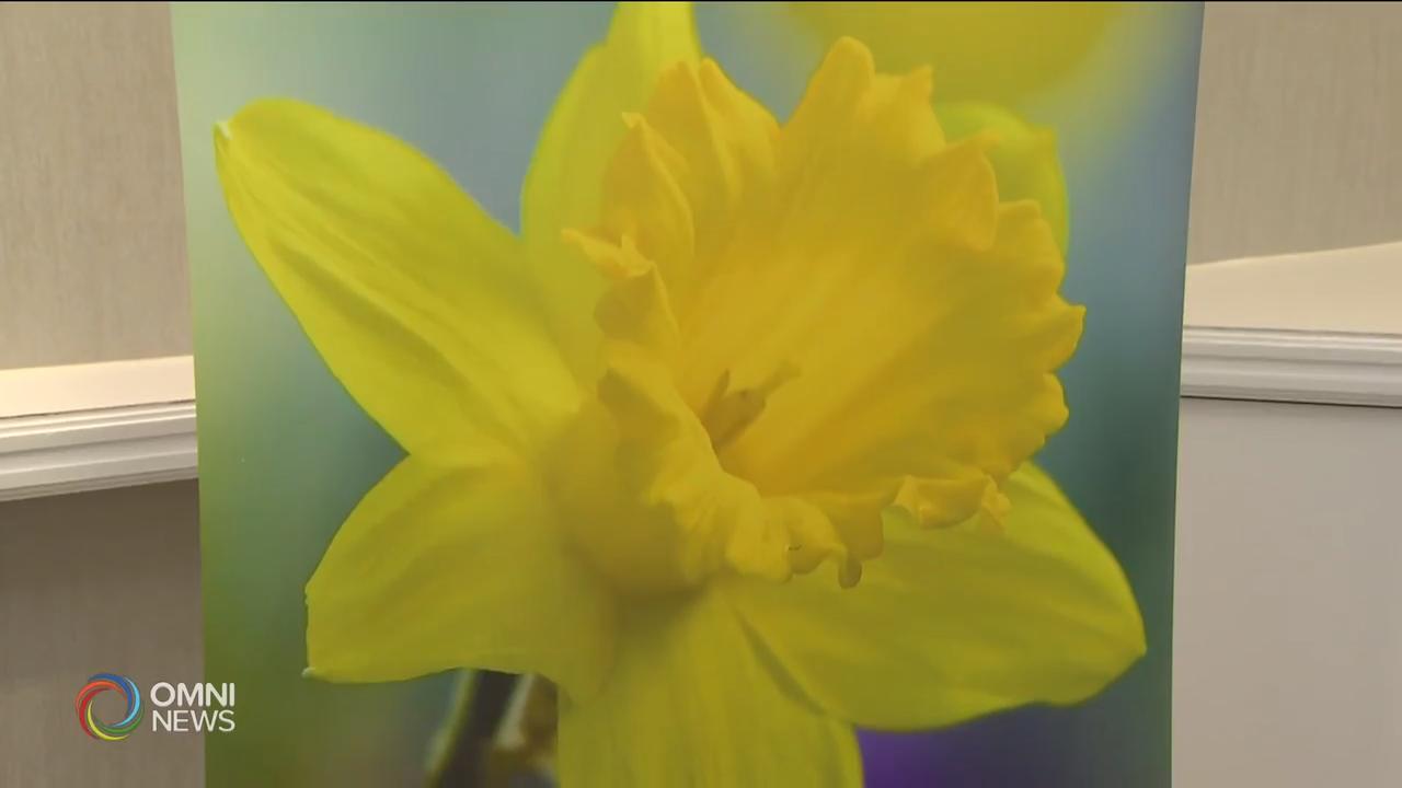 金水仙基金会防癌筹款 – Mar 11, 2019(ON)