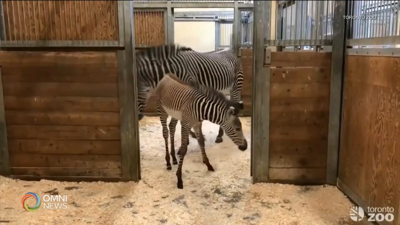 多倫多動物園小斑馬命名 -- Mar 12, 2019 (ON)