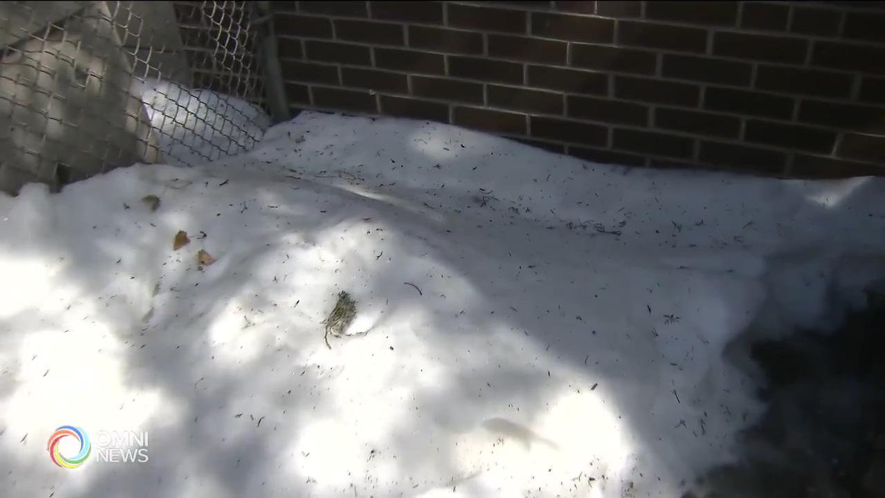 積雪融化預防積水滲入屋內 -- Mar 15, 2019 (ON)