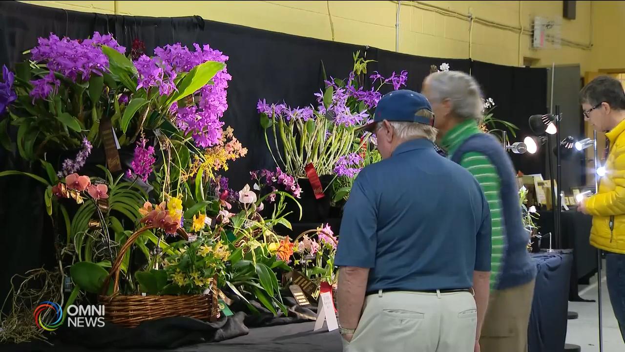 第18屆多倫多蘭花展 -- Apr 15, 2019 (ON)