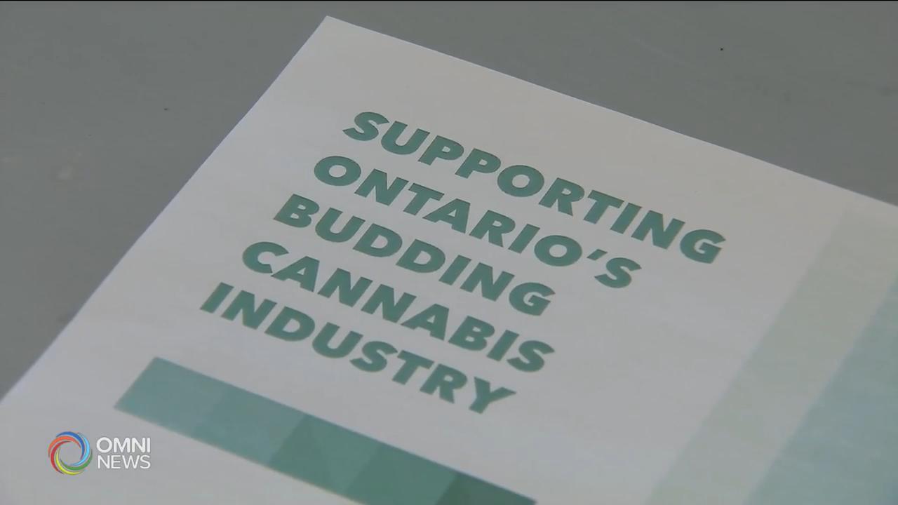 安省總商會報告指黑市大麻仍然猖獗 -- Apr 18, 2019 (ON)
