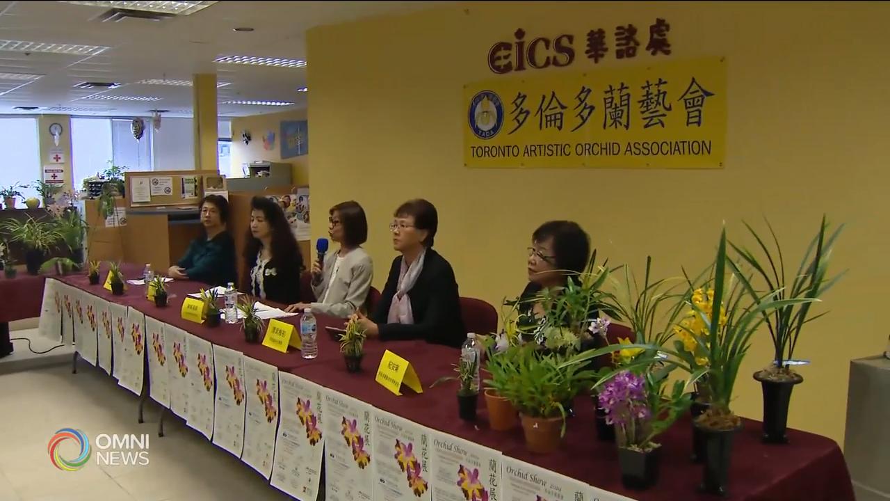 一年一度蘭花展將於下周末舉行 -- Apr 02, 2019 (ON)
