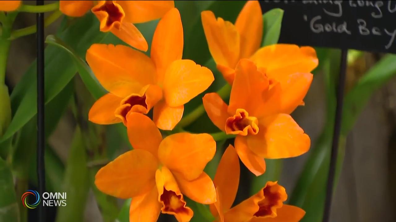 多伦多兰花展在士嘉堡举行 – Apr 15, 2019 (ON)