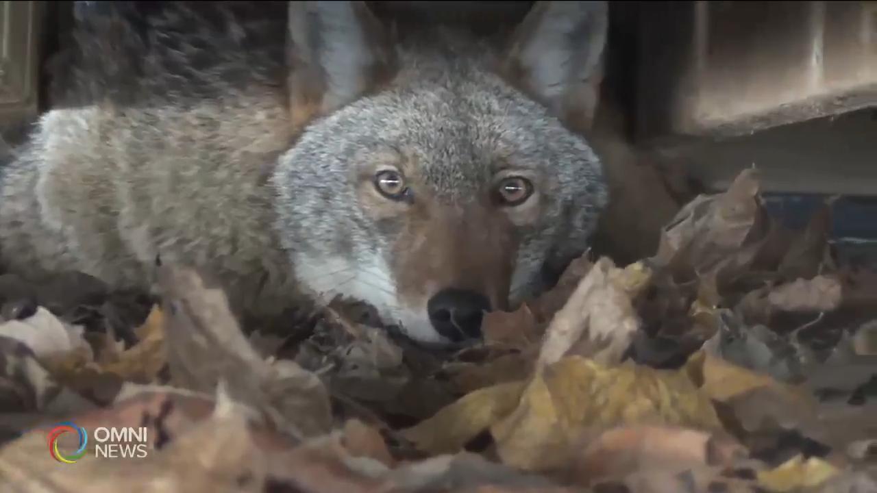 密西沙加市有土狼出沒 -- May 06, 2019 (ON)