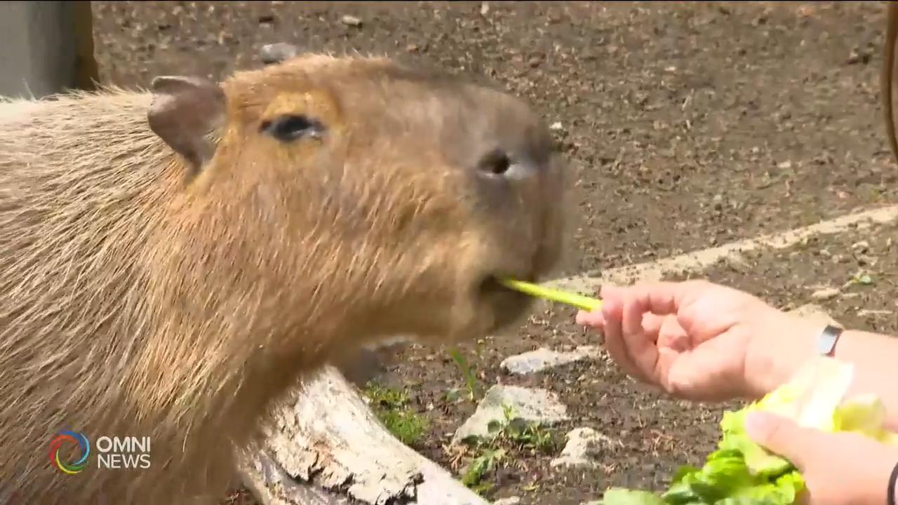 多倫多動物園推出幕後工作體驗 -- May 09, 2019 (ON)
