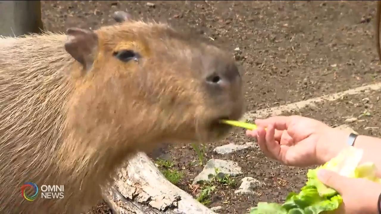 多伦多动物园推出幕後体验活动 – May 09, 2019 (ON)