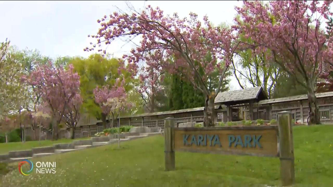 密西沙加市日式庭園展現櫻花美景 -- May 23, 2019 (ON)