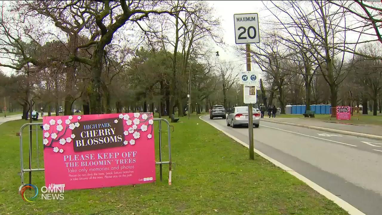 櫻花即將會盛開汽車禁止進出海柏公園 -- May 03, 2019 (ON)