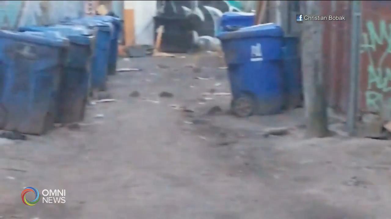 多倫多市後巷老鼠橫行，擔心有鼠患 -- May 24, 2019 (ON)