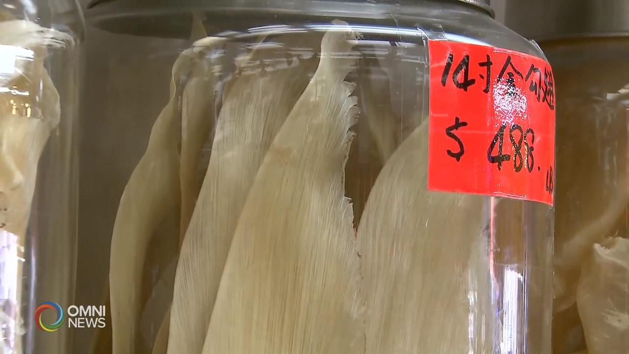 联邦通过新法案，禁止进出口鲨鱼鳍   – Jun 20, 2019  (ON)