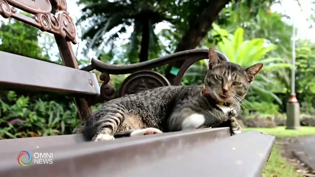 宾顿市宣导宠物登记知识 – Aug 14, 2019(ON)