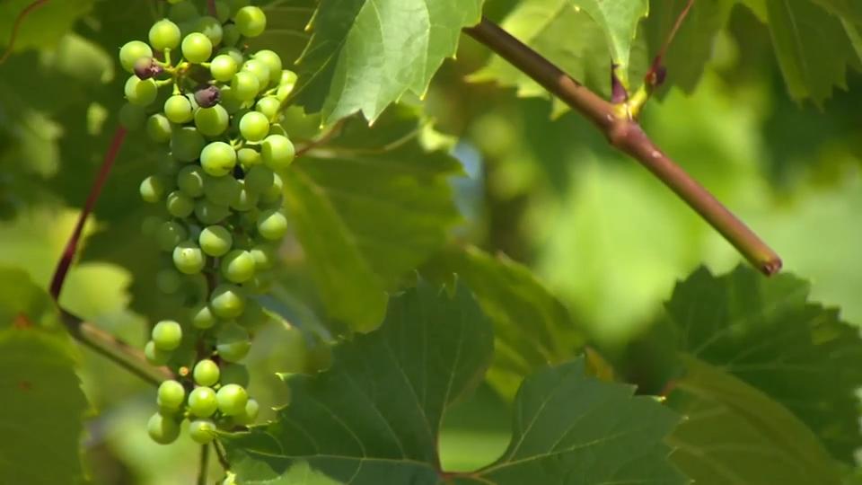 华人酒庄开展智能农业 – Aug 08, 2019 (ON)