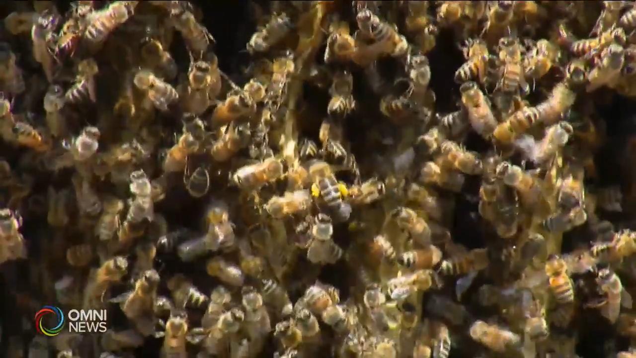 政府撥款資助安省蜜蜂養殖行業 -- Aug 07, 2019 (ON)