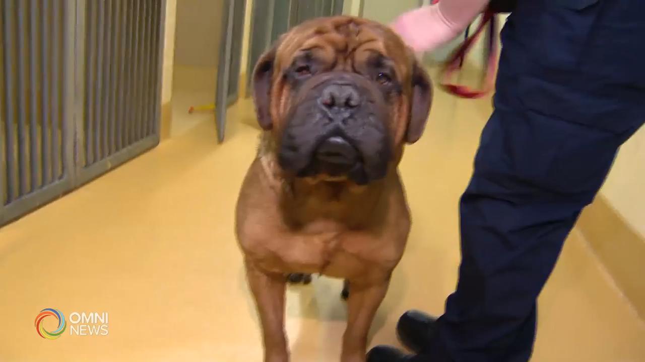 安省賓頓市宣傳寵物登記 – Aug 14, 2019(ON)