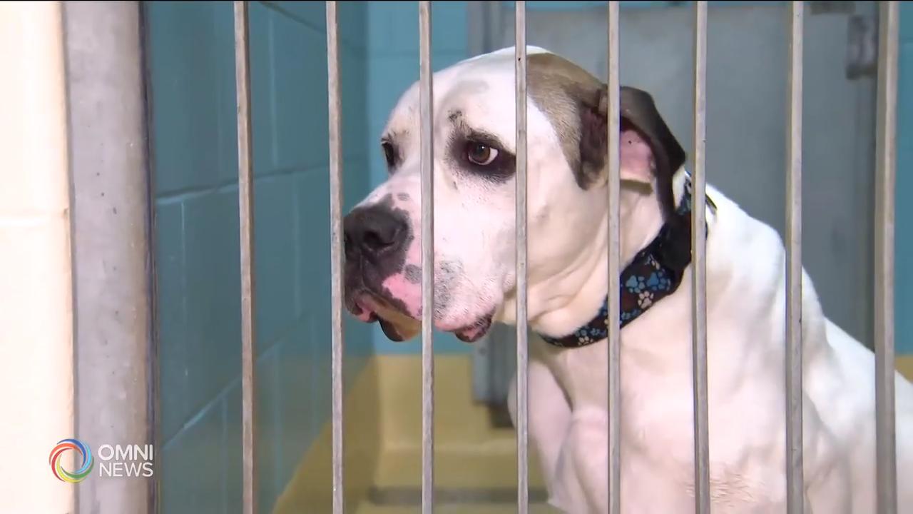 City of Brampton raises awareness on pet licensing