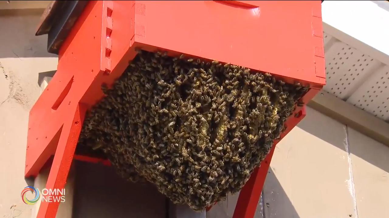 New funding for bee agriculture