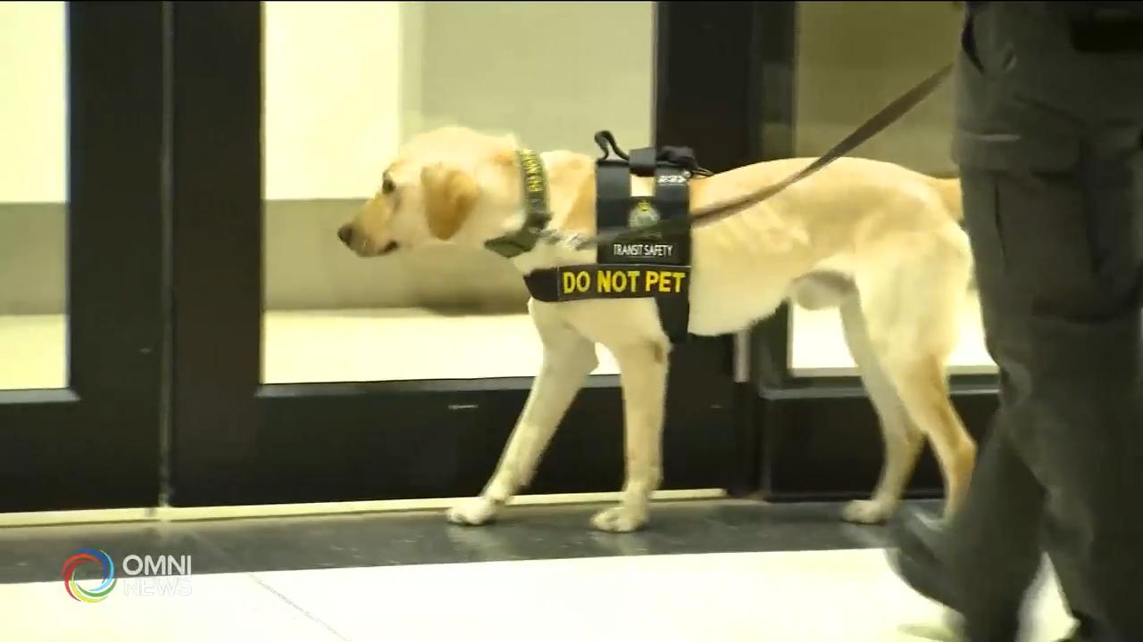 GO 運輸系統首隻保安犬首次執勤 -- Oct 24, 2019 (ON)