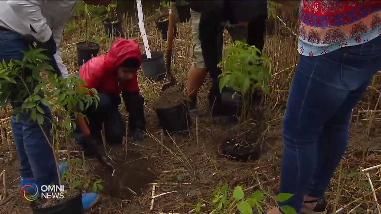 A special tree planting event in Mississauga