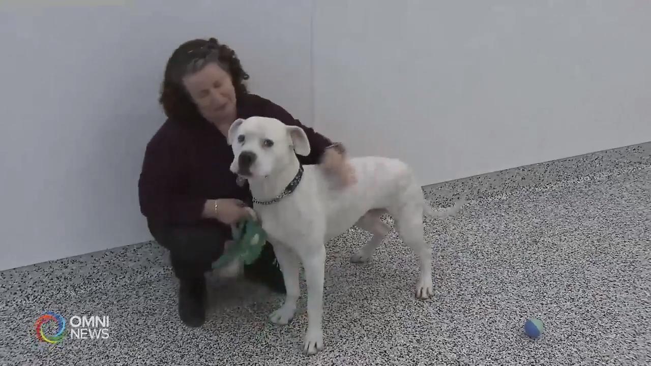 旺市动物服务部门拓展服务至烈治文山－ Dec 19, 2019