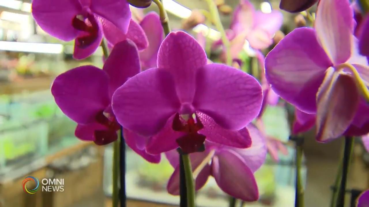 过农历年，华人买年花应景 － Jan 24, 2020