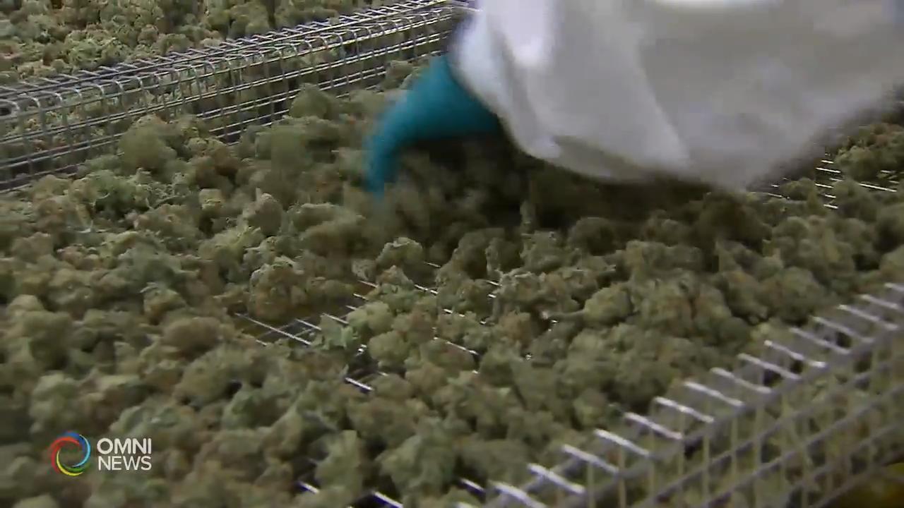 大麻集团进军多伦多唐人街，当地居民关注 － Jan 02, 2020