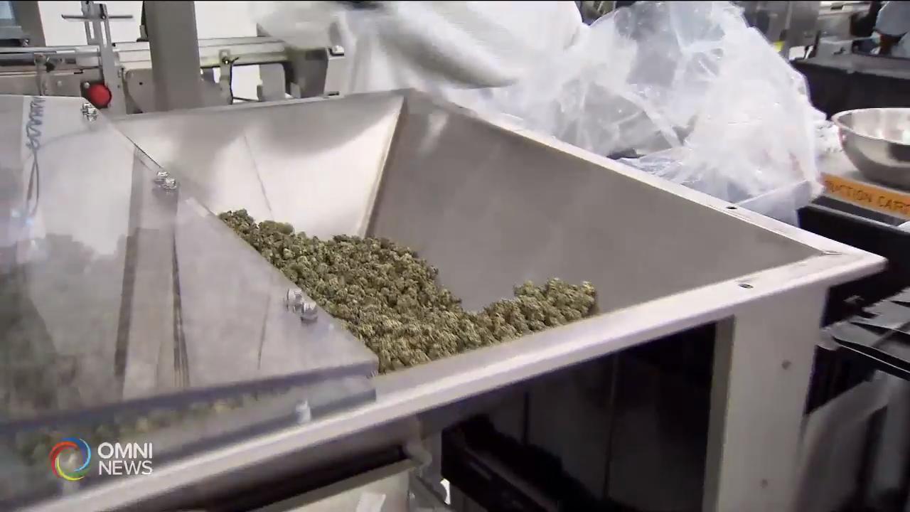 Edible marijuana products now available