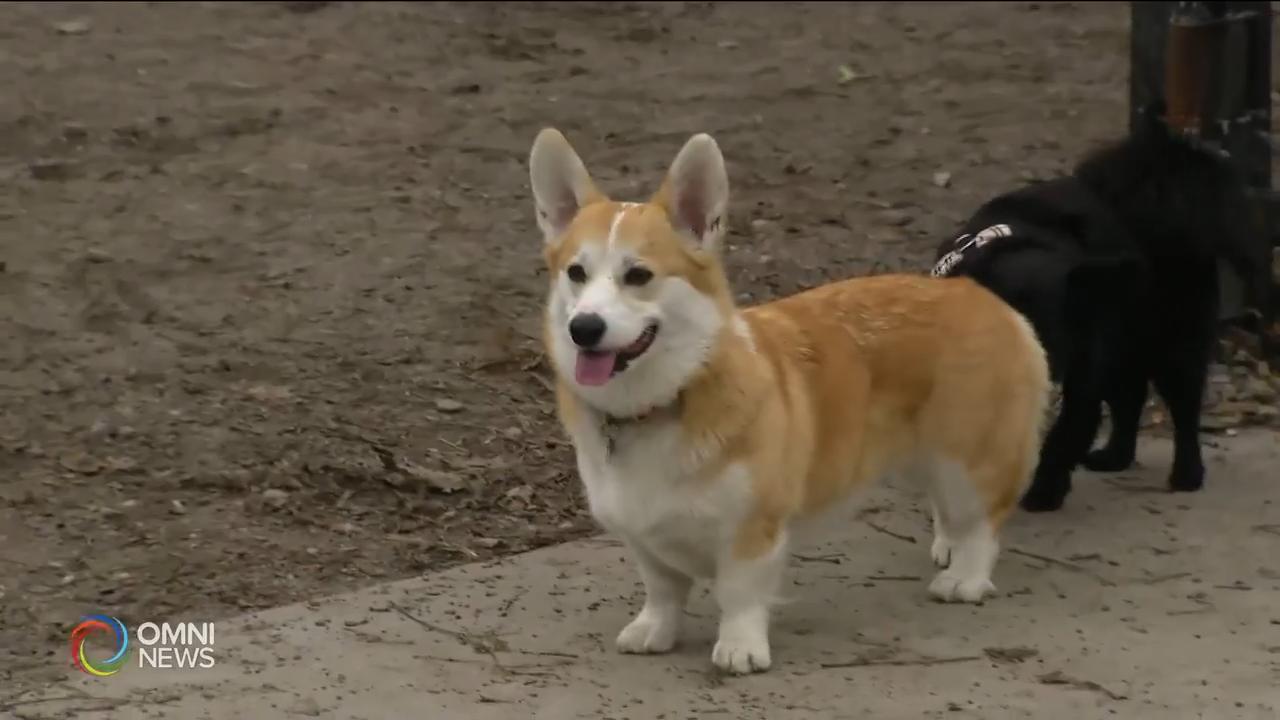 受疫情影响,动物保护机构全面関閉 － Mar 19, 2020