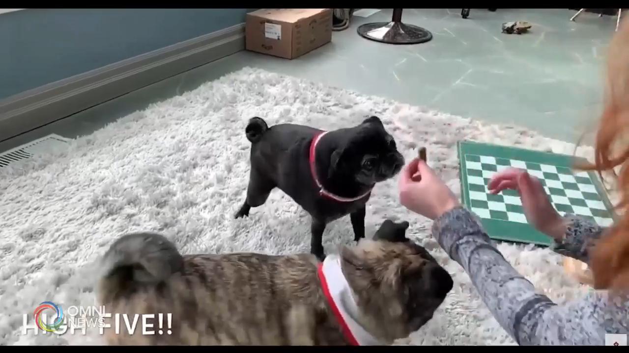 聖約翰救傷隊透以視訊方式提供治療犬項目 -- Apr 21, 2020 (ON)