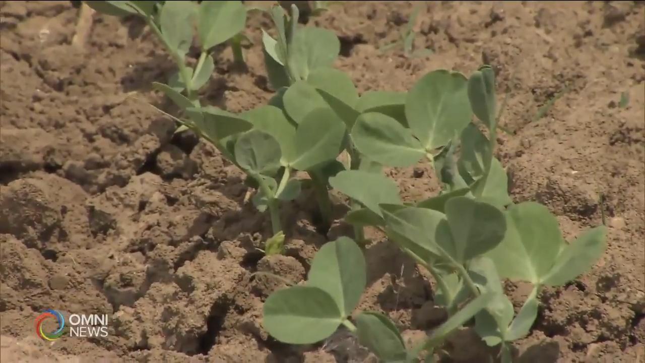 Brampton gardening project