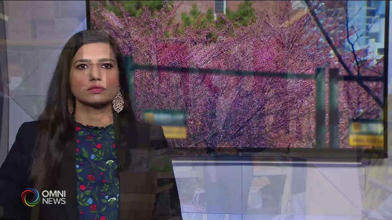 Watch Cherry Blossoms in full Bloom- Live on your screens