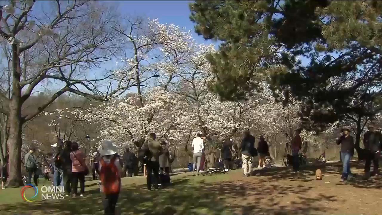 今年櫻花季節 海柏公園不對外開放 -- Apr 22, 2020 (ON)