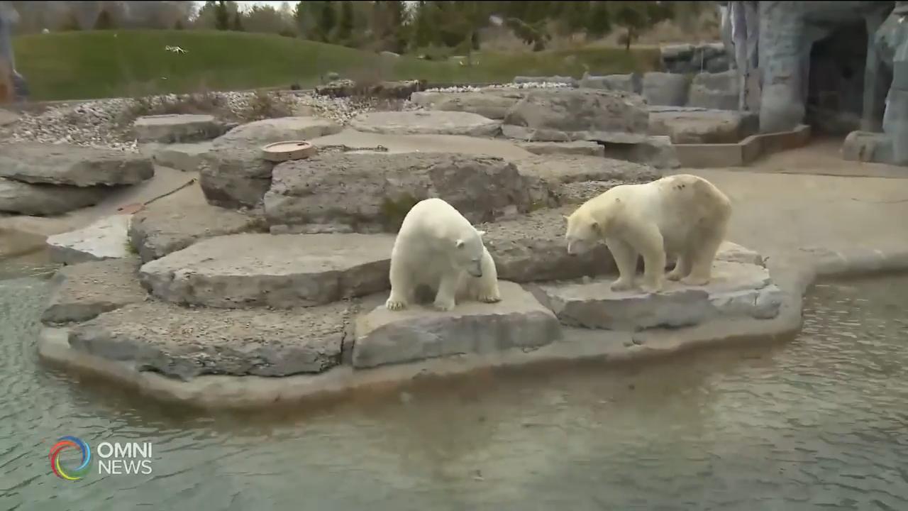 多倫多動物園籌款救助園內五千動物 -- Apr 28, 2020 (ON)