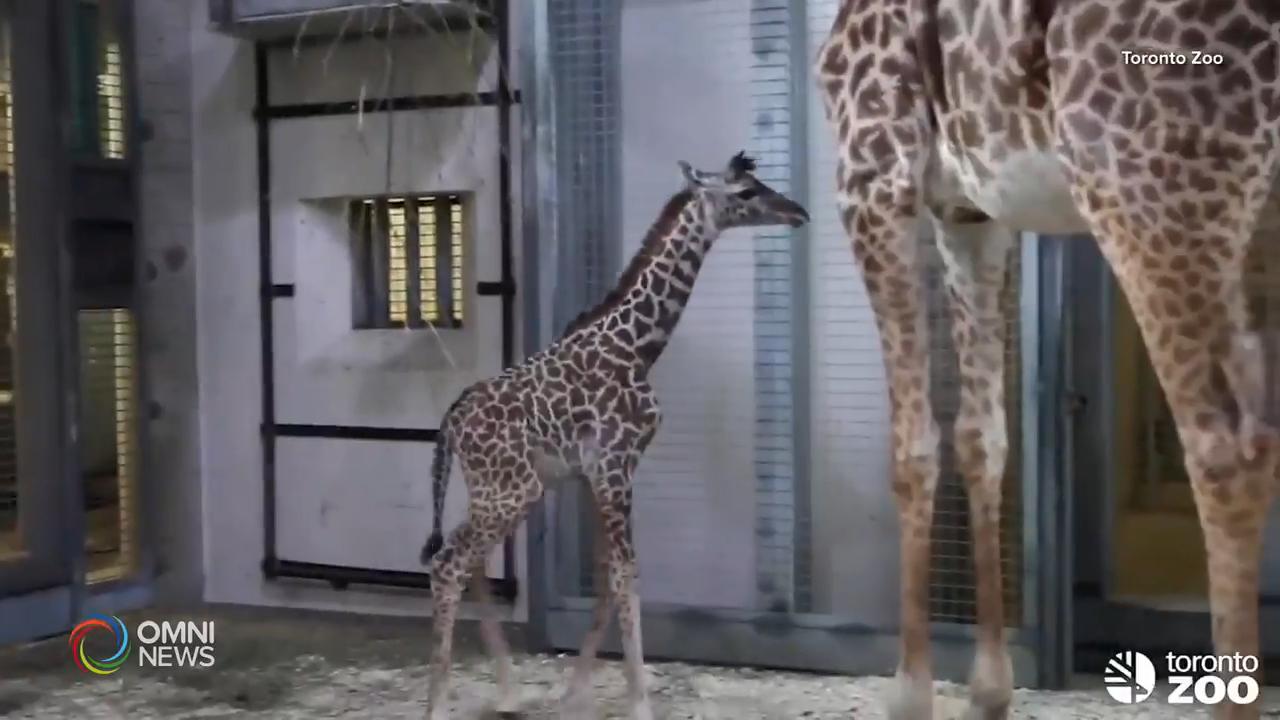 動物園一旦重開, 將採取開車入內方式.-- May 14, 2020 (ON)