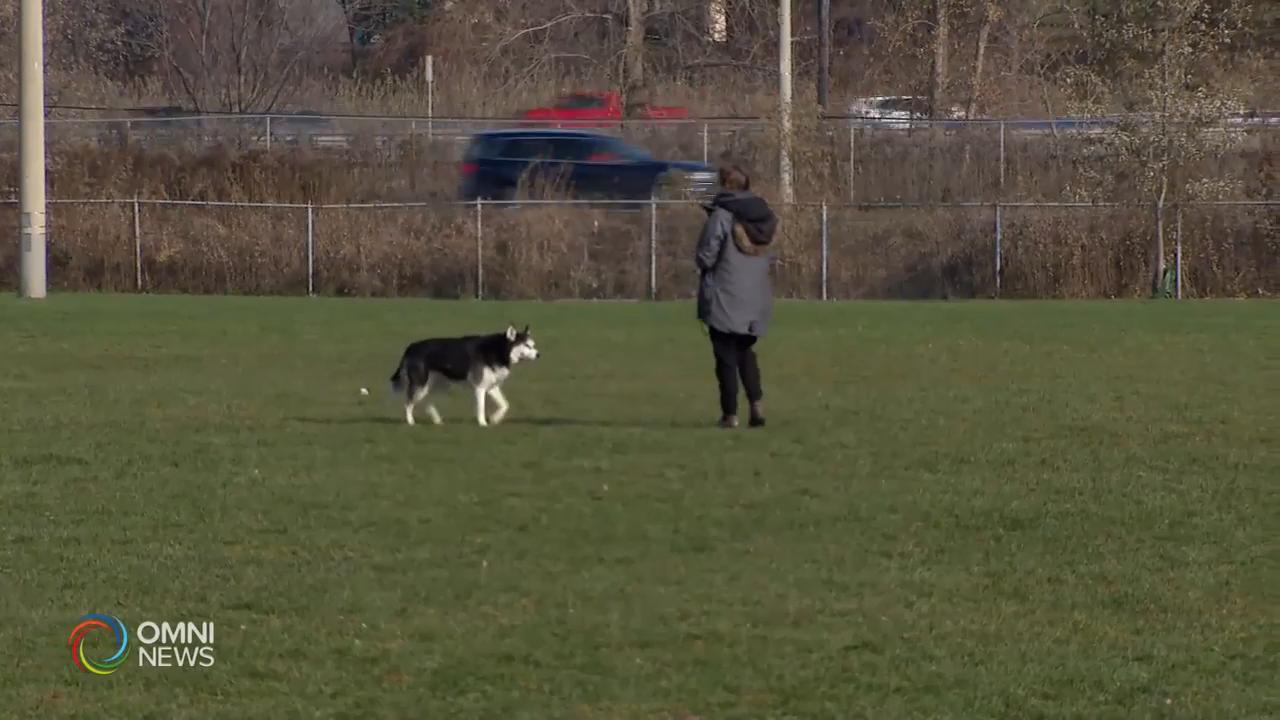 多倫多市府重新開放狗公園 -- May 19, 2020 (ON)