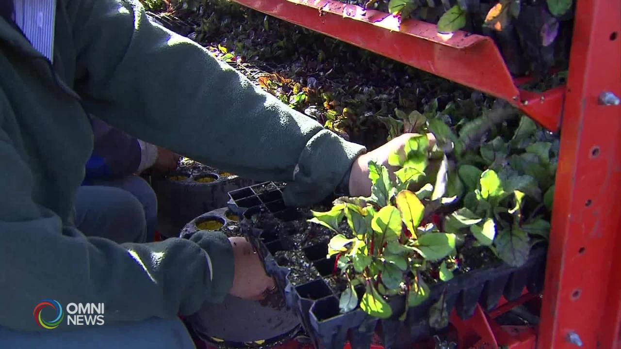 Pandemia e immigrazione