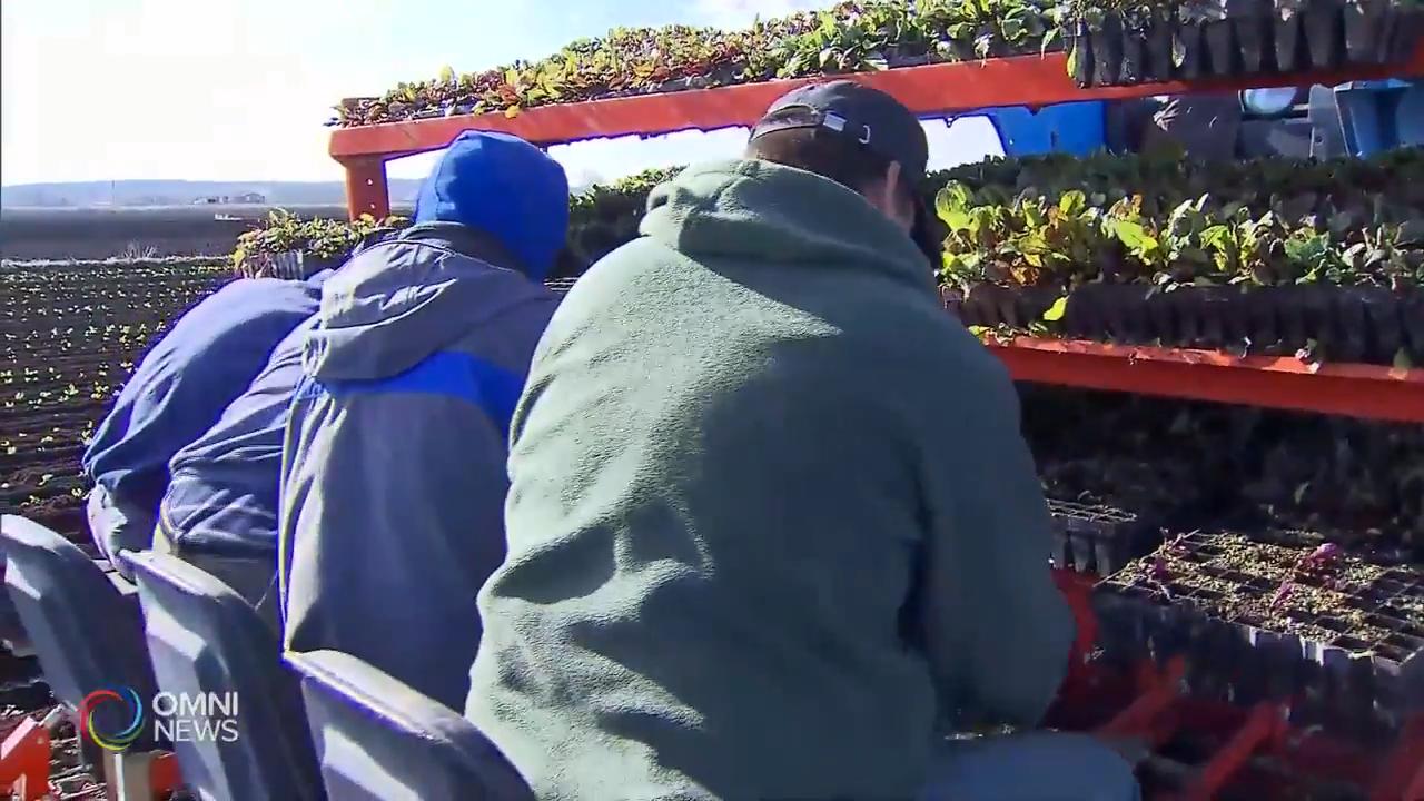 安省新增個案回落 但農場外勞疫潮擴大 -- Jun 03, 2020 (ON)