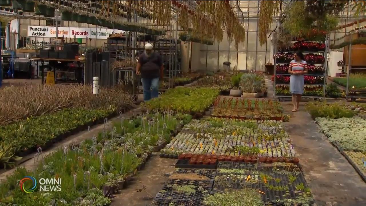 COVID-19 creates shortage of workers in farming