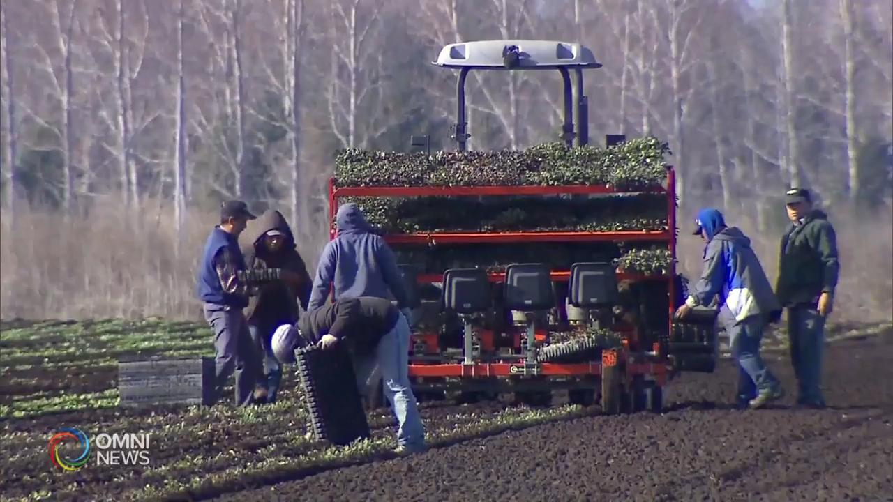 農場外勞爆發疫情，省府延長緊急狀態令 -- Jun 01, 2020 (ON)