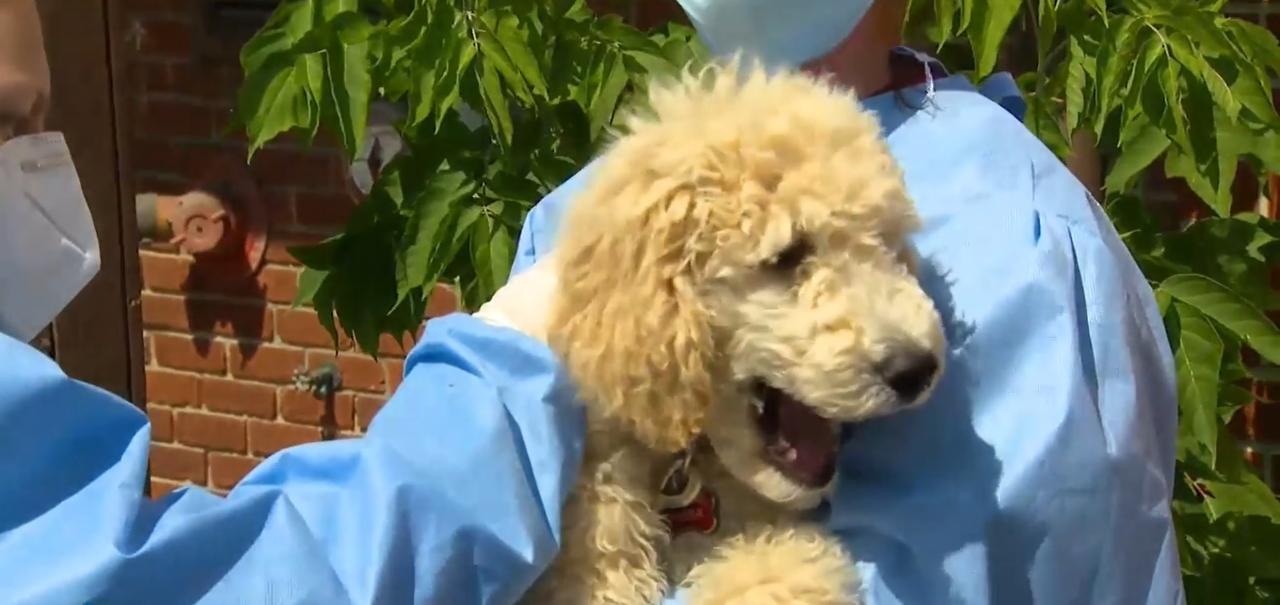 Poodle Pups are ready to study