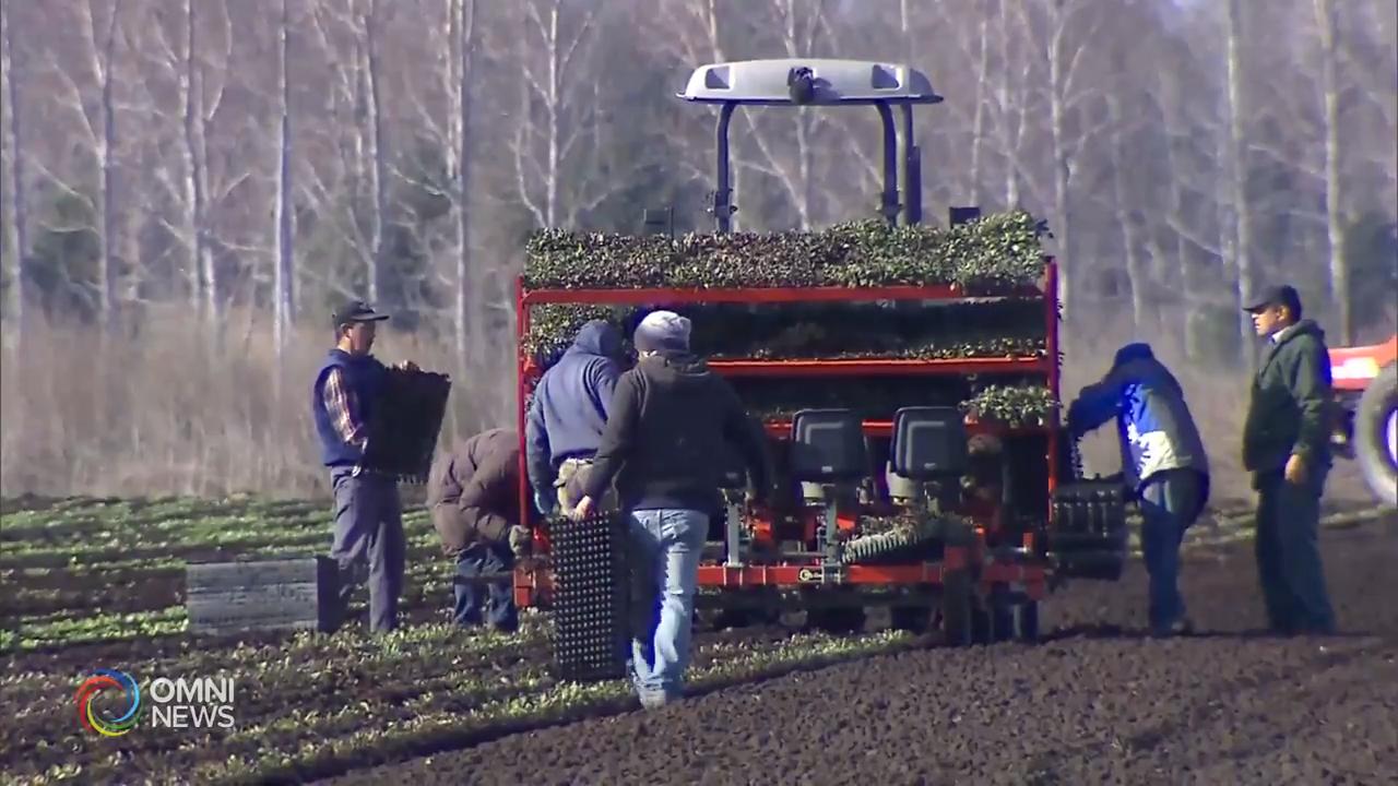 省府派遣特別醫護隊伍前往溫莎農場 -- July 03, 2020 (ON)