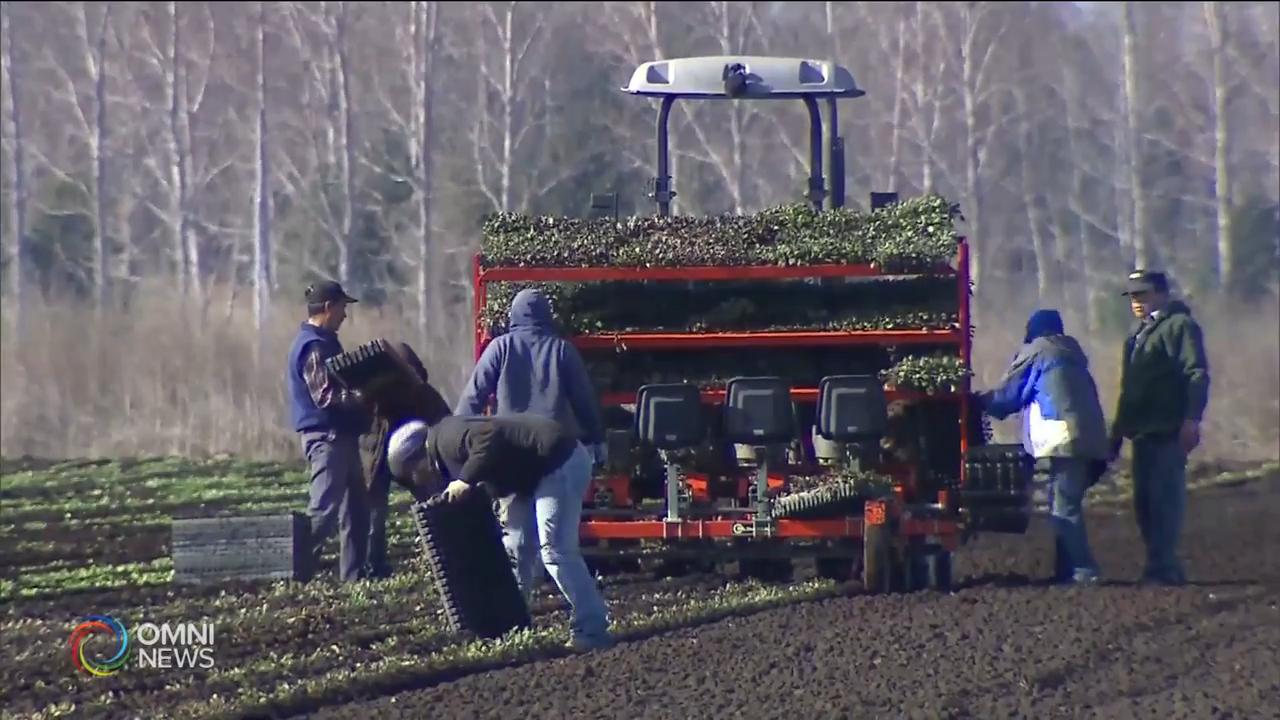 安省新增170宗確診, 一半來自溫莎農場 -- July 09, 2020 (ON)