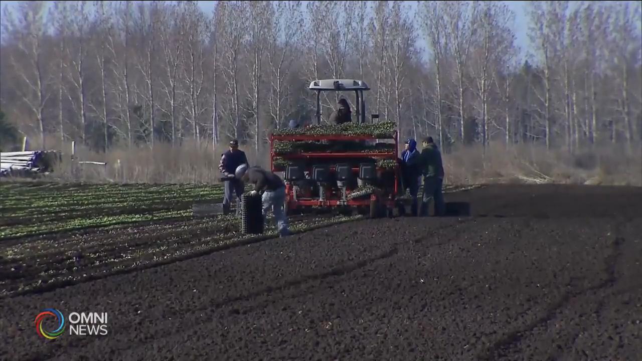 溫莎市今日獲准加入第3階段解封 -- Aug 12, 2020 (ON)